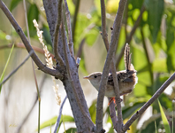 Sedge Wren  5224